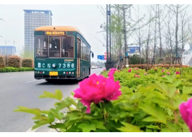 牡丹开出文旅新意 凯发·天生赢家助洛阳迎盛会